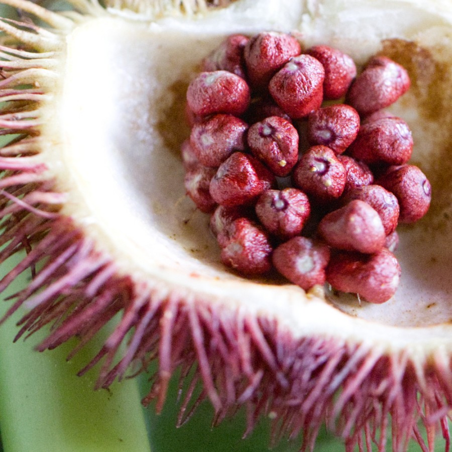 Achiote (Annatto)