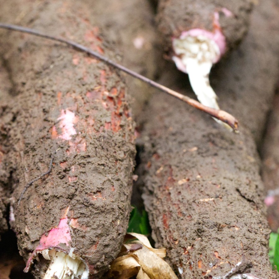 Yuca (Maniok)