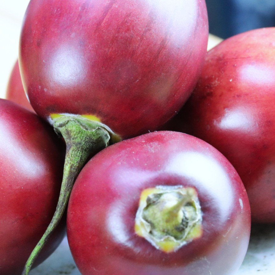 Baumtomate (Tamarillo)