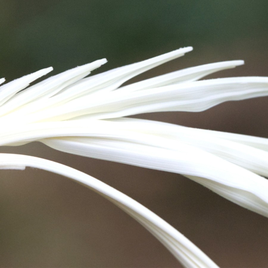 Palmherzen